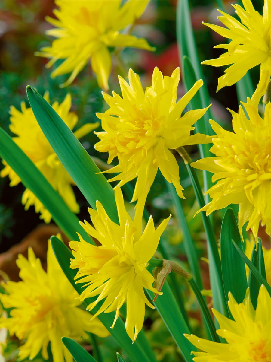 Narcissus Double Rip van Winkle