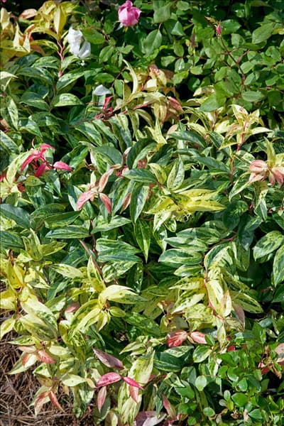 Leucothoe fontanesiana Rainbow