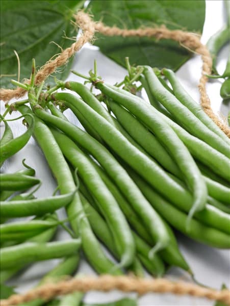 Phaseolus vulgaris var. nanus Negra