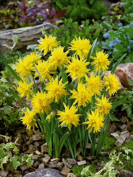 Narcissus Double Rip van Winkle