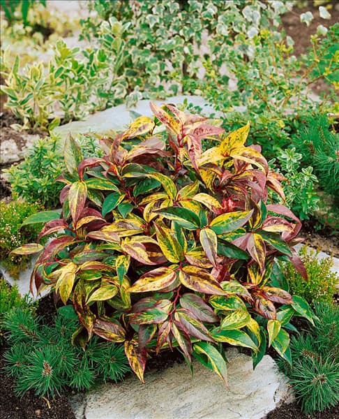 Leucothoe fontanesiana Rainbow