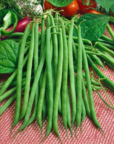 Phaseolus vulgaris var. nanus Afrio