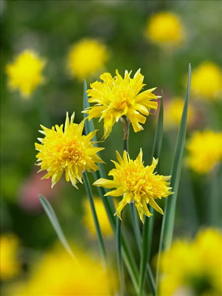 Narcissus Double Rip van Winkle