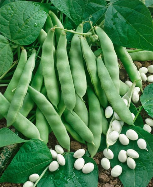 Phaseolus vulgaris var. nanus French Navy