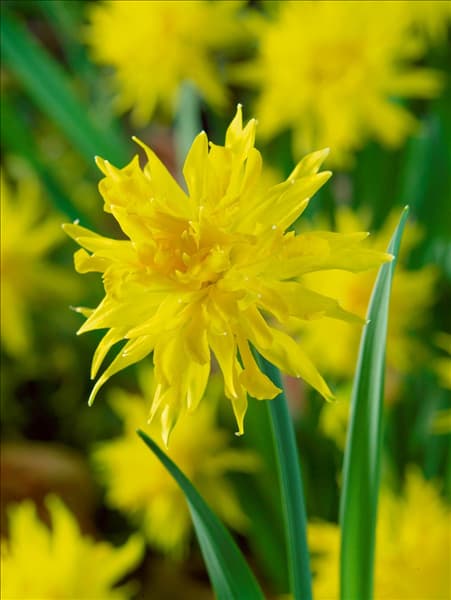 Narcissus Double Rip van Winkle