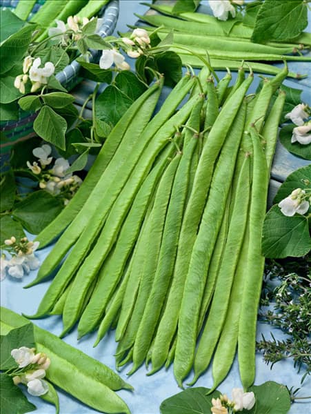 Phaseolus coccineus Emergo, Weisse Riesen