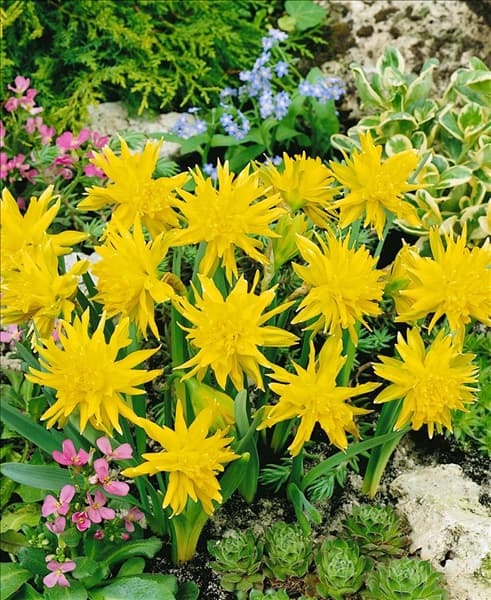 Narcissus Double Rip van Winkle