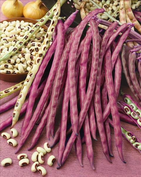 Phaseolus vulgaris var. nanus Pinkeye Purple Hull