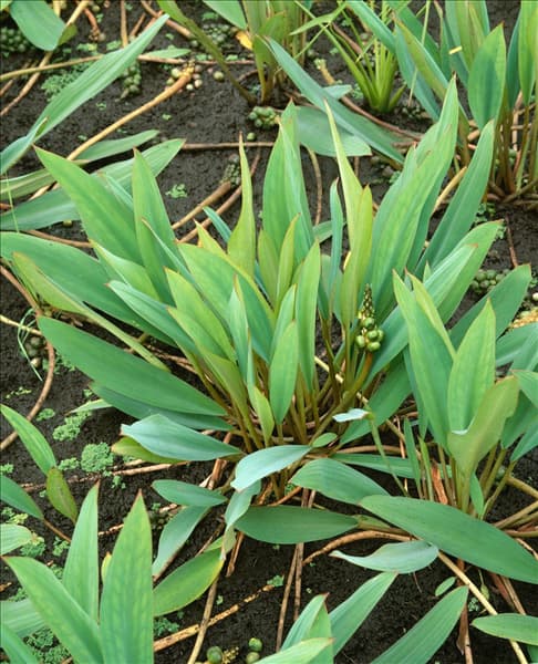 ORONTIUM AQUATICUM