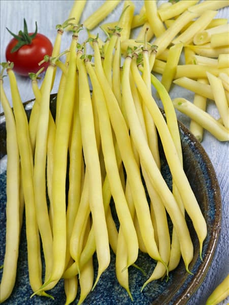 Phaseolus vulgaris var. nanus Golden Teepee