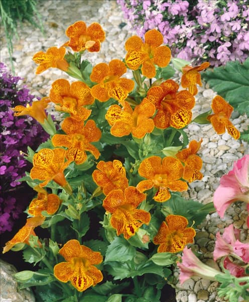 Mimulus luteus Tigrinus Grandiflorus
