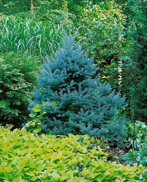PICEA PUNGENS GLAUCA
