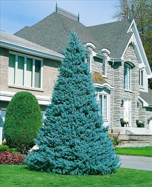 PICEA PUNGENS GLAUCA