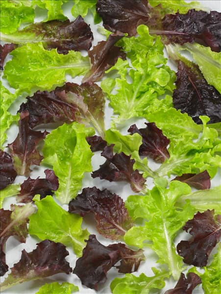Lactuca sativa Babyleaf Blend