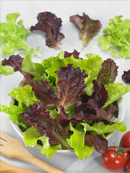 Lactuca sativa Babyleaf Blend
