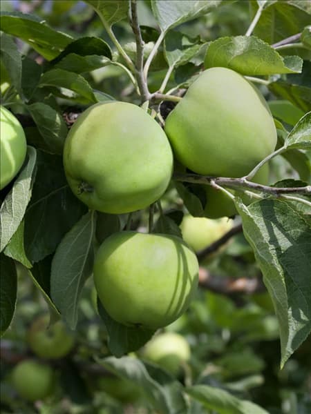 Malus domestica Weisser Klarapfel