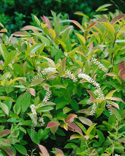 Itea virginica Little Henry (R)