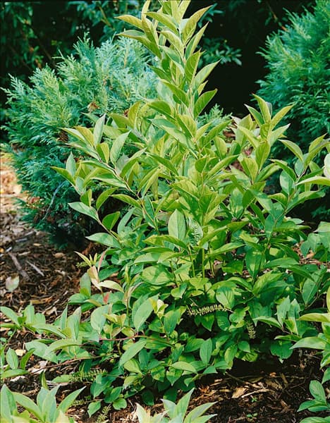 Itea virginica Little Henry (R)