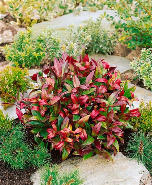 Leucothoe Scarletta