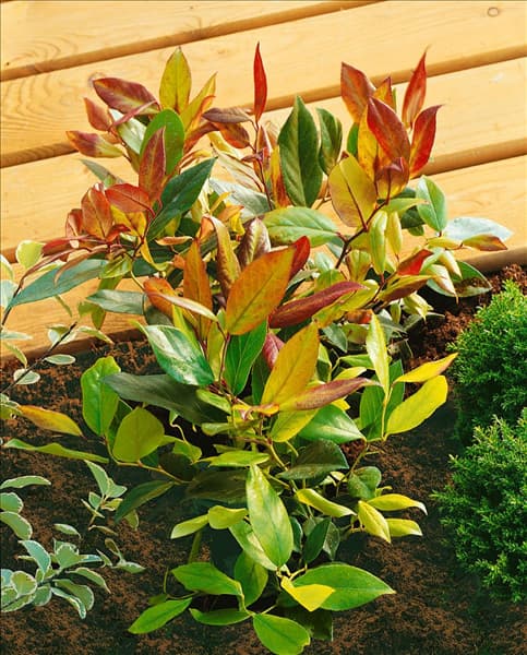 Leucothoe Scarletta