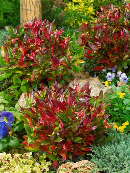 Leucothoe Scarletta