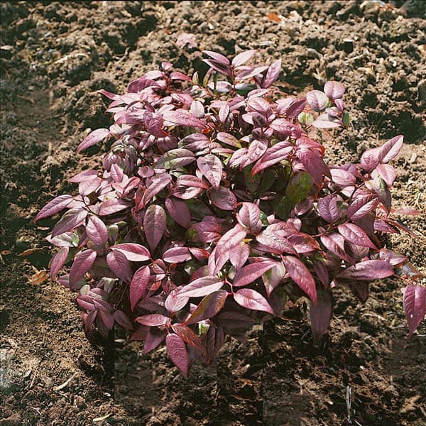 Leucothoe Scarletta