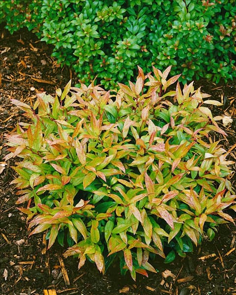 Leucothoe Scarletta