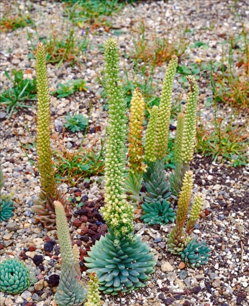 OROSTACHYS SPINOSUS