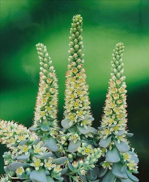 OROSTACHYS erubescens