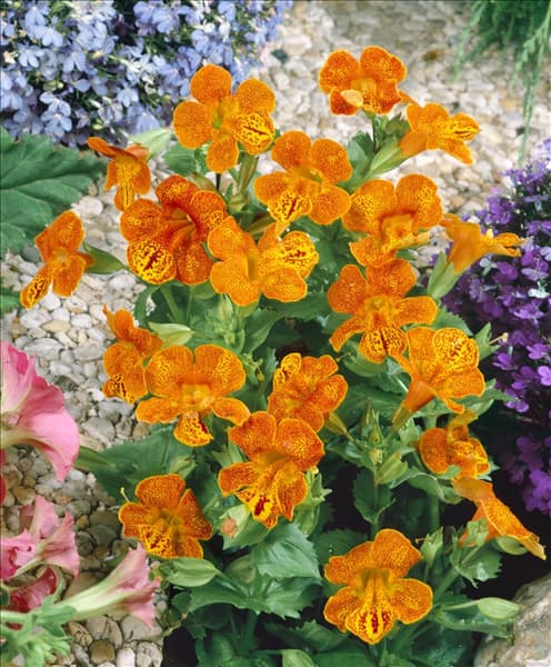 Mimulus luteus Tigrinus Grandiflorus