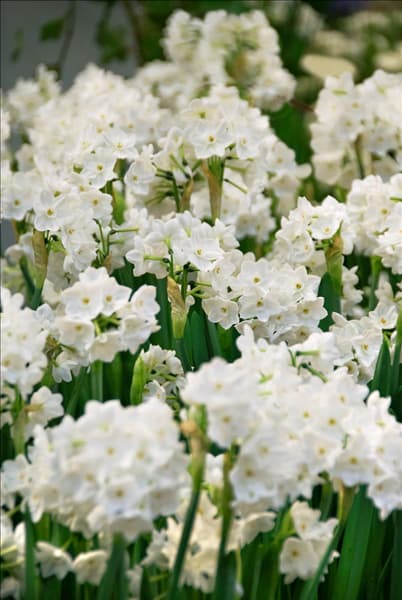 Narcissus papyraceus Paperwhite