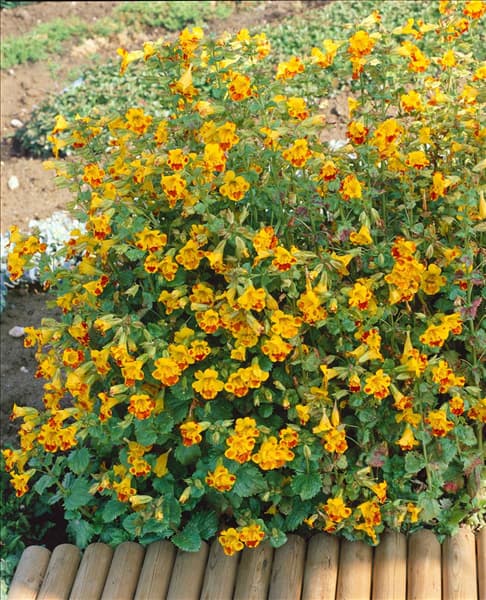 Mimulus luteus Tigrinus Grandiflorus