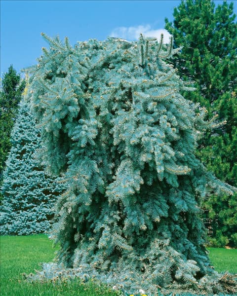 Picea pungens Glauca Pendula