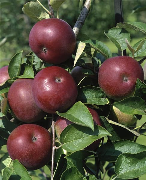 Apfel / Malus domestica McIntosh Red