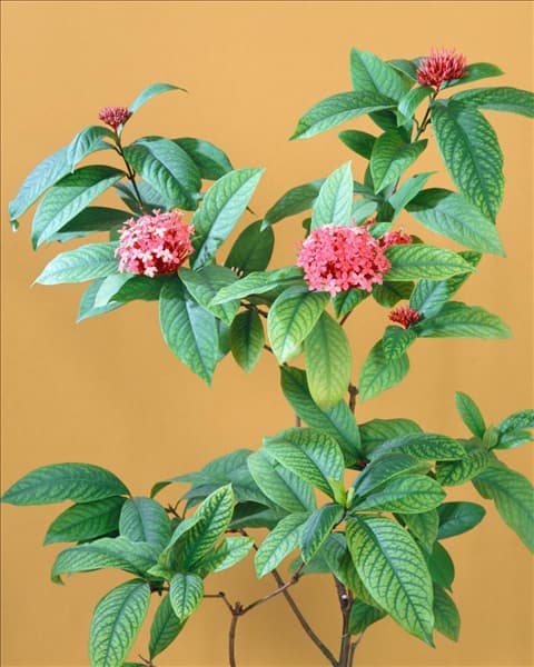 IXORA COCCINEA