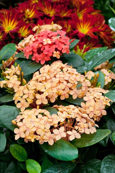 Ixora coccinea