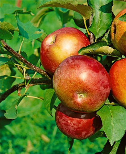 Apfel / Malus domestica McIntosh