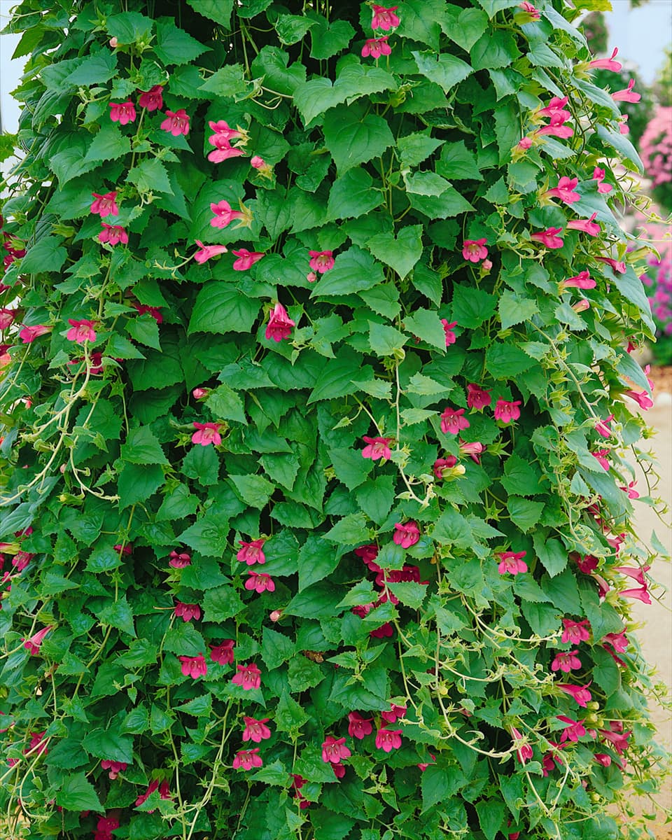 Lophospermum erubescens