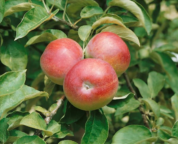 Apfel / Malus domestica McIntosh