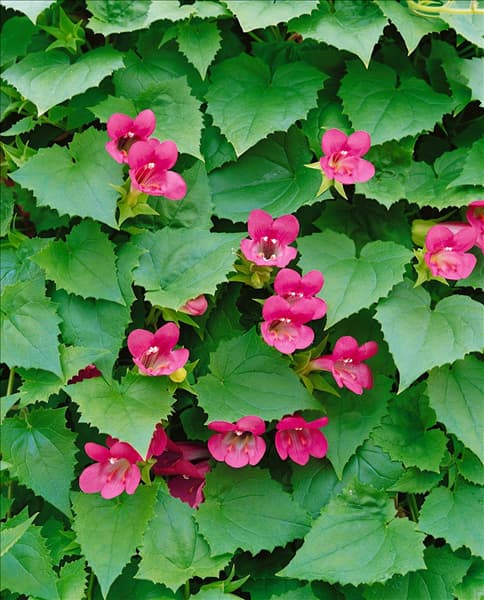 Lophospermum erubescens