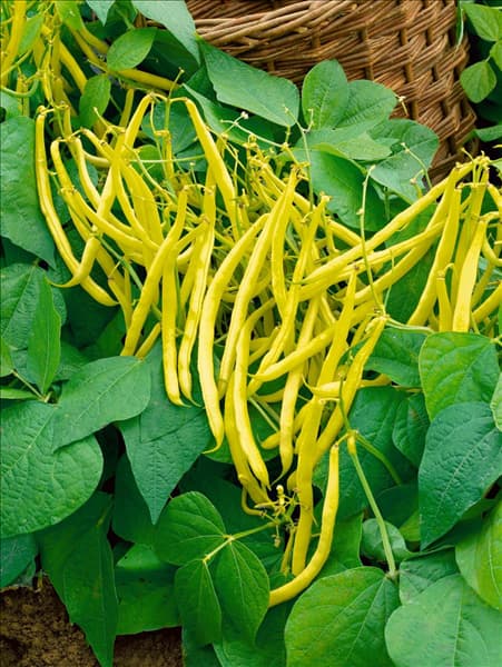 Buschbohne / Phaseolus vulgaris var. nanus Golden Teepee