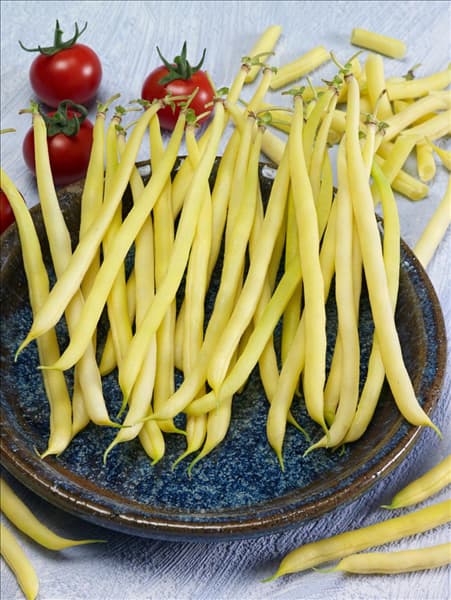 Phaseolus vulgaris var. nanus Golden Teepee