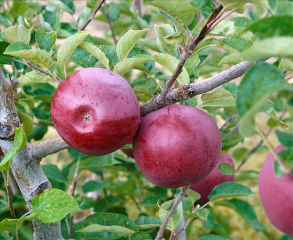 Apfel / Malus domestica McIntosh Spur