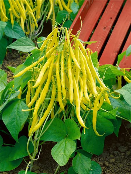 Buschbohne / Phaseolus vulgaris var. nanus Golden Teepee