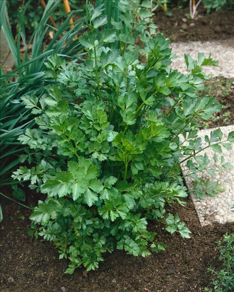 Levisticum officinale