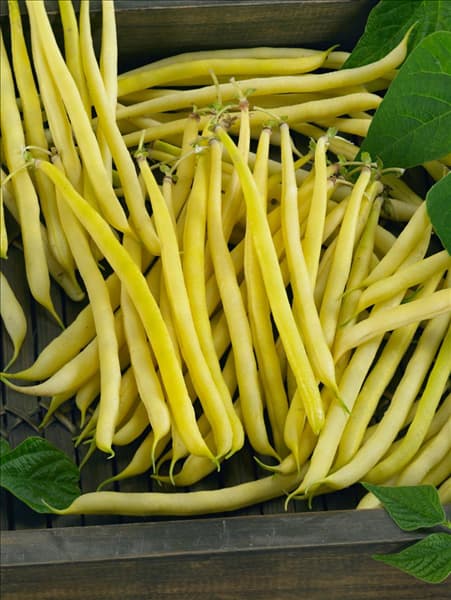 Phaseolus vulgaris var. nanus Golden Teepee