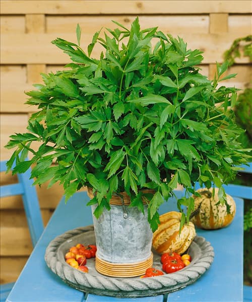 Levisticum officinale