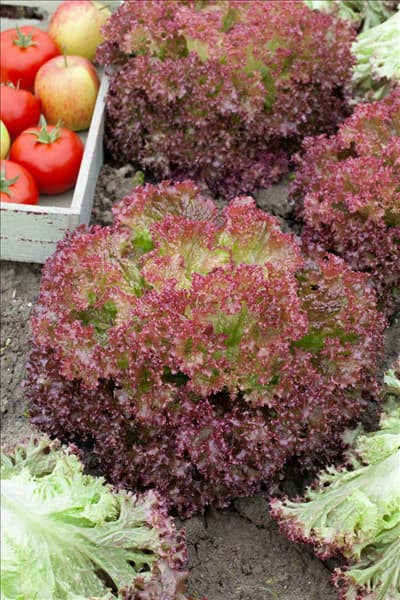 Lactuca sativa var. crispa Lollo Rossa