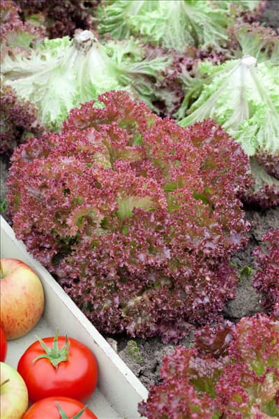 Lactuca sativa var. crispa Lollo Rossa