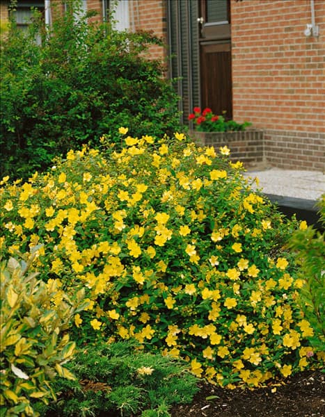 HYPERICUM HIDCOTE